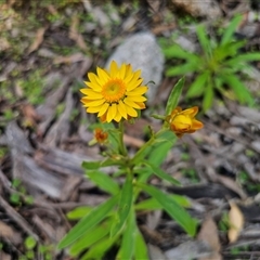 Xerochrysum bracteatum (Golden Everlasting) at Palerang, NSW - 16 Jan 2025 by Csteele4