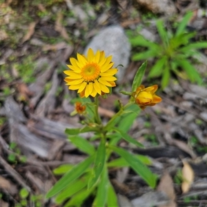 Xerochrysum bracteatum (Golden Everlasting) at Palerang, NSW by Csteele4