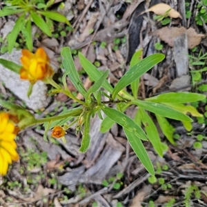 Xerochrysum bracteatum at Palerang, NSW - 16 Jan 2025 03:59 PM