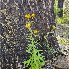 Xerochrysum bracteatum at Palerang, NSW - 16 Jan 2025 03:59 PM