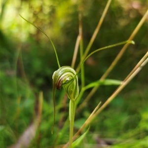 Diplodium decurvum at Palerang, NSW - 16 Jan 2025