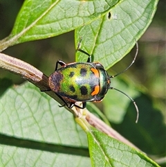 Scutiphora pedicellata (Metallic Jewel Bug) at Braidwood, NSW - 16 Jan 2025 by MatthewFrawley