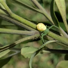 Unidentified Spider at Vincentia, NSW - 16 Jan 2025 by JodieR