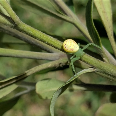 Unidentified Spider at Vincentia, NSW - 16 Jan 2025 by JodieR