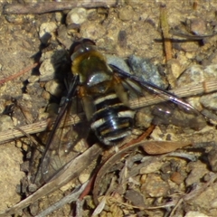 Villa sp. (genus) (Unidentified Villa bee fly) at West Hobart, TAS - 16 Jan 2025 by VanessaC