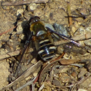 Villa sp. (genus) (Unidentified Villa bee fly) at West Hobart, TAS by VanessaC