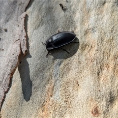 Pterohelaeus striatopunctatus (Darkling beetle) at Narrabundah, ACT - 26 Dec 2024 by JodieR