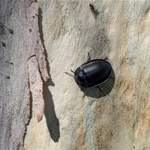 Pterohelaeus striatopunctatus at Narrabundah, ACT - suppressed