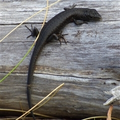 Pseudemoia entrecasteauxii at West Hobart, TAS - 14 Jan 2025 by VanessaC