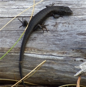 Pseudemoia entrecasteauxii at West Hobart, TAS by VanessaC