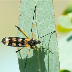 Gynoplistia (Gynoplistia) bella (A crane fly) at Googong, NSW by WHall