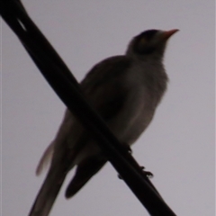 Manorina melanocephala at Woorim, QLD - 16 Jan 2025 by lbradley