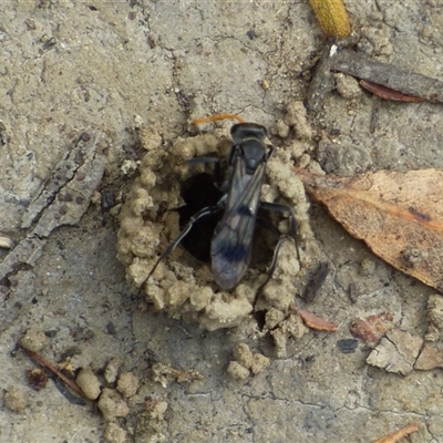 Pepsinae (Subfamily) (Mud-nesting Spider Wasps, Tarantula-hawk Wasps & Allies) at West Hobart, TAS - 14 Jan 2025 by VanessaC
