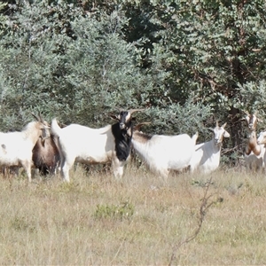 Capra hircus (Wild Goat) at Yass River, NSW by SenexRugosus