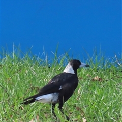 Gymnorhina tibicen (Australian Magpie) at Woorim, QLD - 15 Jan 2025 by lbradley