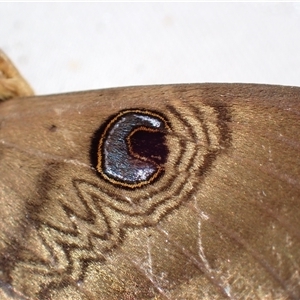 Dasypodia selenophora (Southern old lady moth) at Surfside, NSW by RomanSoroka