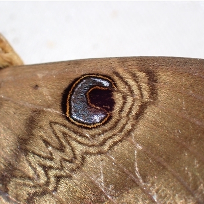 Dasypodia selenophora (Southern old lady moth) at Surfside, NSW - 29 Dec 2024 by RomanSoroka