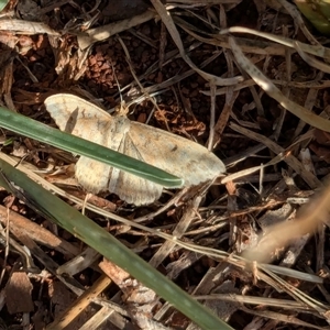 Scopula rubraria (Reddish Wave, Plantain Moth) at Franklin, ACT by chriselidie