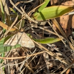 Scopula rubraria at Franklin, ACT - 16 Jan 2025