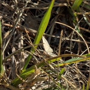 Scopula rubraria at Franklin, ACT - 16 Jan 2025