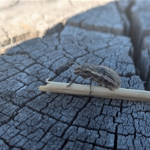 Naupactus leucoloma (White-fringed weevil) at Gungahlin, ACT by chriselidie