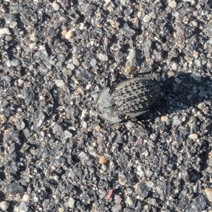 Helea ovata (Pie-dish beetle) at Gungahlin, ACT by chriselidie