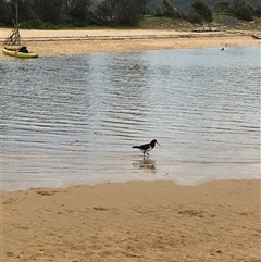 Haematopus longirostris (Australian Pied Oystercatcher) at Tathra, NSW - 22 Nov 2020 by IHendy01