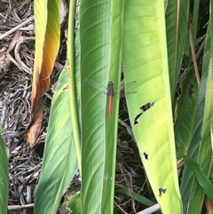 ODONATA at Ocean Shores, NSW - 25 Feb 2022 by IHendy01