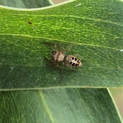 Opisthoncus sexmaculatus (Six-marked jumping spider) at Tarago, NSW - 16 Jan 2025 by clarehoneydove