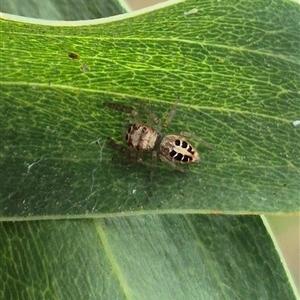 Opisthoncus sexmaculatus (Six-marked jumping spider) at Tarago, NSW by clarehoneydove