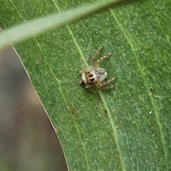 Opisthoncus sexmaculatus at Tarago, NSW - 16 Jan 2025 03:34 PM