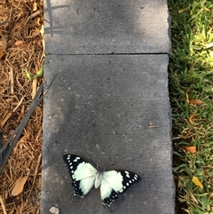 Charaxes sempronius (Tailed Emperor) at Ngunnawal, ACT - 12 Mar 2018 by IHendy01