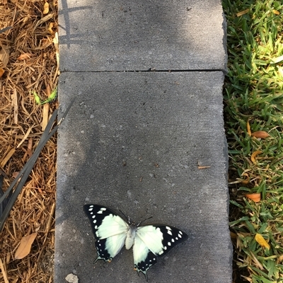 Charaxes sempronius (Tailed Emperor) at Ngunnawal, ACT - 12 Mar 2018 by IHendy01