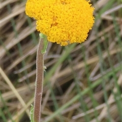 Craspedia sp. (Billy Buttons) at Pilot Wilderness, NSW - 9 Jan 2025 by RobParnell