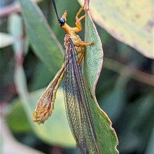 Nymphes myrmeleonoides (Blue eyes lacewing) at Kambah, ACT by HelenCross