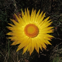 Xerochrysum sp. at Pilot Wilderness, NSW - 10 Jan 2025 by RobParnell