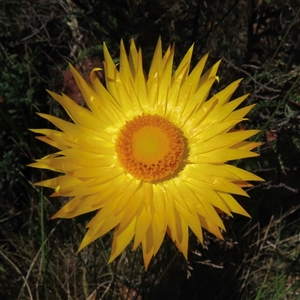 Xerochrysum sp. at Pilot Wilderness, NSW by RobParnell