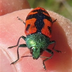 Castiarina scalaris (Scalaris jewel beetle) at Ingeegoodbee, NSW - 11 Jan 2025 by RobParnell