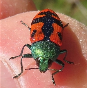 Castiarina scalaris at Ingeegoodbee, NSW - 11 Jan 2025 10:55 AM