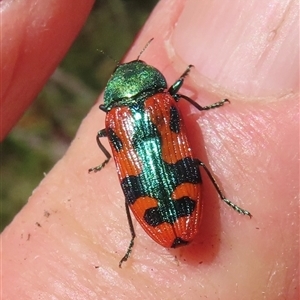 Castiarina scalaris at Ingeegoodbee, NSW - 11 Jan 2025 10:55 AM