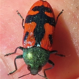 Castiarina scalaris at Ingeegoodbee, NSW - 11 Jan 2025 10:55 AM