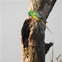 Psephotus haematonotus (Red-rumped Parrot) at Kambah, ACT - 16 Jan 2025 by HelenCross