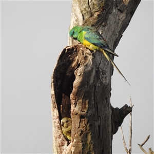 Psephotus haematonotus (Red-rumped Parrot) at Kambah, ACT by HelenCross