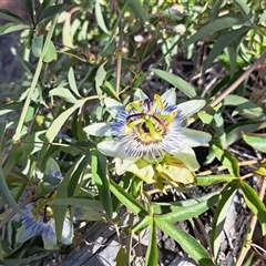 Passiflora caerulea (Blue Passionflower) at Cook, ACT - 8 Jan 2025 by SarahHnatiuk