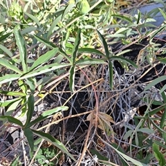 Passiflora caerulea at Cook, ACT - 8 Jan 2025