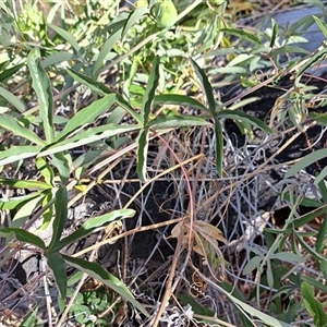 Passiflora caerulea at Cook, ACT - 8 Jan 2025