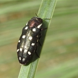 Diphucrania duodecimmaculata at Acton, ACT by HelenCross