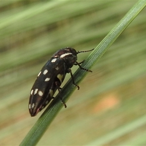 Diphucrania duodecimmaculata at Acton, ACT - 16 Jan 2025 09:11 AM