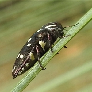 Diphucrania duodecimmaculata at Acton, ACT - 16 Jan 2025 09:11 AM