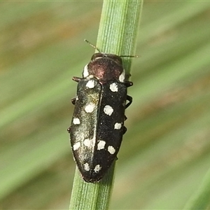 Diphucrania duodecimmaculata at Acton, ACT - 16 Jan 2025 09:11 AM